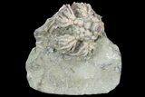 Crinoid (Actinocrinites) Crown - Crawfordsville #94810-1